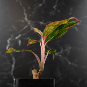 Aglaonema 'Siam Aurora' Variegated (wk42-U172)