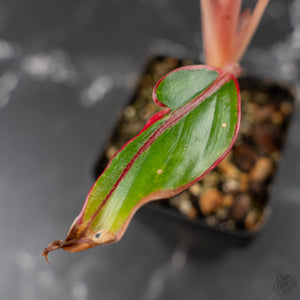 Aglaonema 'Siam Aurora' Variegated (wk42-U172)
