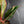 Aglaonema 'Siam Aurora' Variegated (wk42-U172)