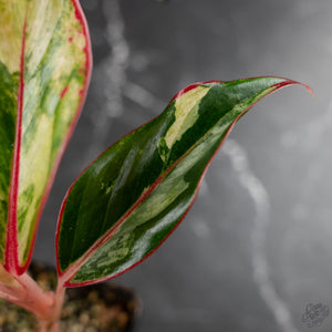 Aglaonema 'Siam Aurora' Variegated (wk42-U172)