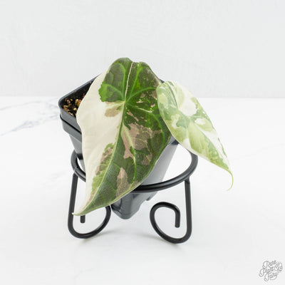 Alocasia 'Maharani' Albo Variegated