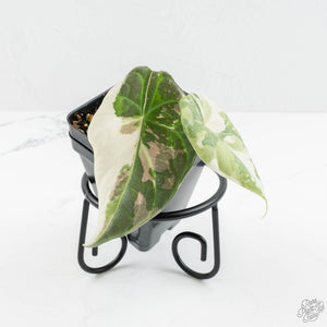 Alocasia 'Maharani' Albo variegated *Grower's Choice*
