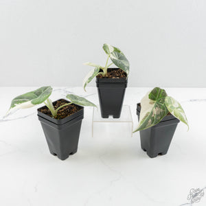 Alocasia 'Maharani' Albo variegated *Grower's Choice*