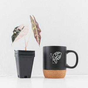 Alocasia 'Amazonica' Pink Variegated - US Clone (wk30-A)
