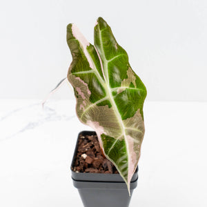 Alocasia 'Amazonica' Pink Variegated - US Clone (wk30-A)