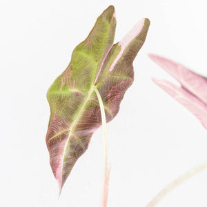 Alocasia 'Amazonica' Pink Variegated - US Clone (wk30-A)