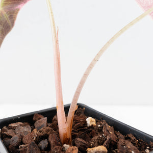 Alocasia 'Amazonica' Pink Variegated - US Clone (wk30-A)