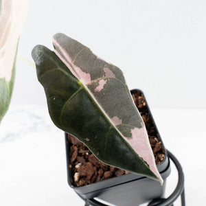 Alocasia 'Amazonica' Pink Variegated - US Clone (wk31-H)