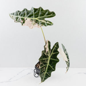 Alocasia 'Amazonica' Pink Variegated - US Clone (wk34-U35)