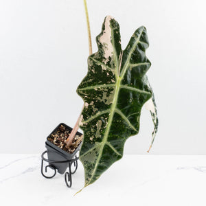 Alocasia 'Amazonica' Pink Variegated - US Clone (wk34-U35)