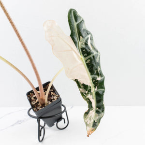 Alocasia 'Amazonica' Pink Variegated - US Clone (wk34-U35)