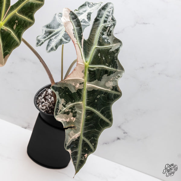 Alocasia 'Amazonica' Pink Variegated - US Clone *XXL* (wk45-S)