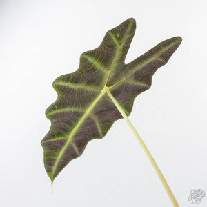 Alocasia 'Amazonica' Pink Variegated US Clone (wk22-UM)