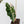 Alocasia 'Amazonica' Pink Variegated US Clone (wk22-UM)