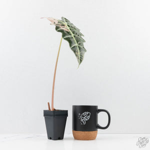 Alocasia 'Amazonica' Pink Variegated - US Clone (wk26-UE)
