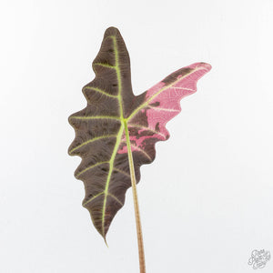 Alocasia 'Amazonica' Pink Variegated - US Clone (wk26-UE)