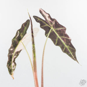 Alocasia 'Amazonica' Pink Variegated - US Clone (wk26-UG)