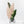 Alocasia 'Amazonica' Pink Variegated - US Clone (wk28-A)