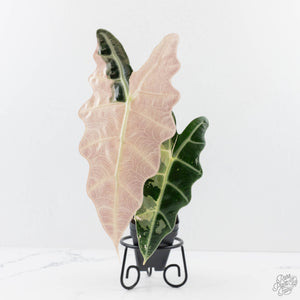 Alocasia 'Amazonica' Pink Variegated - US Clone (wk28-A)