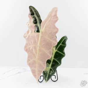 Alocasia 'Amazonica' Pink Variegated - US Clone (wk28-A)