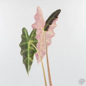 Alocasia 'Amazonica' Pink Variegated - US Clone (wk28-A)