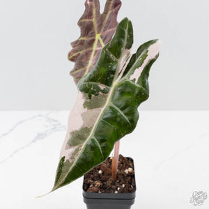 Alocasia 'Amazonica' Pink Variegated - US Clone (wk38-U142)