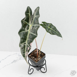 Alocasia 'Amazonica' Pink Variegated US Clone (wk18-T)