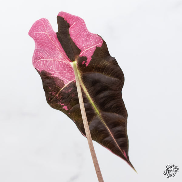 Alocasia 'Amazonica' Pink Variegated US Clone (wk5-N)