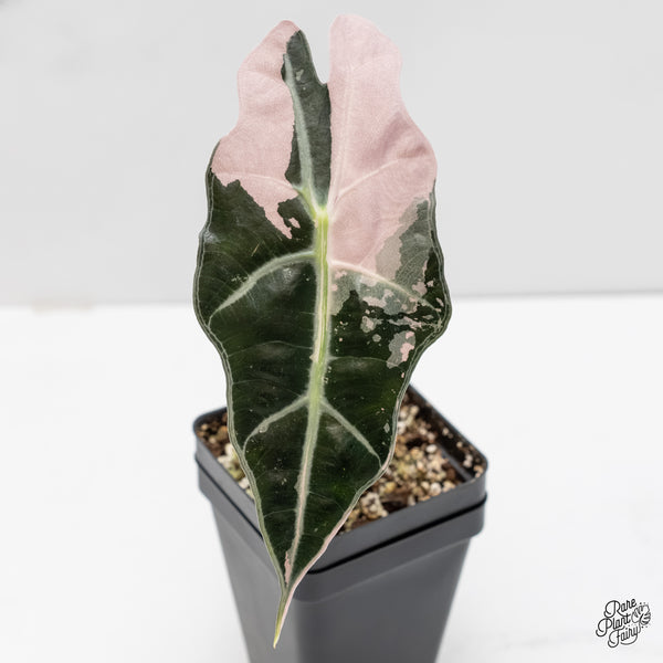 Alocasia 'Amazonica' Pink Variegated US Clone (wk5-N)