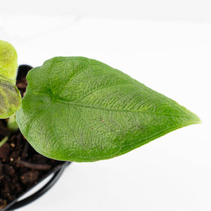 Alocasia 'Antoro Velvet' Variegated (wk31-UO)