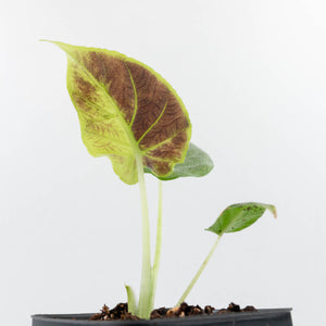 Alocasia 'Antoro Velvet' Variegated (wk31-UO)