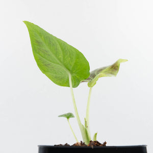 Alocasia 'Antoro Velvet' Variegated (wk31-UO)