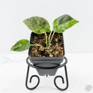 Alocasia 'Antoro Velvet' Variegated (wk24-UP)