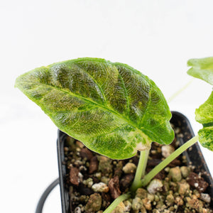Alocasia 'Antoro Velvet' Variegated (wk24-UP)