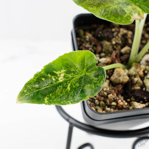 Alocasia 'Antoro Velvet' Variegated (wk24-UP)