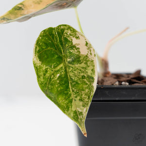 Alocasia 'Azlanii' Aurea Variegated (wk42-L363)
