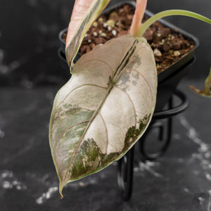 Alocasia 'Azlanii' Pink Variegated (wk42-L366)