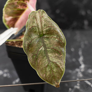 Alocasia 'Azlanii' Pink Variegated (wk42-L366)