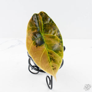Alocasia 'Azlanii' Aurea Variegated (wk28-D)