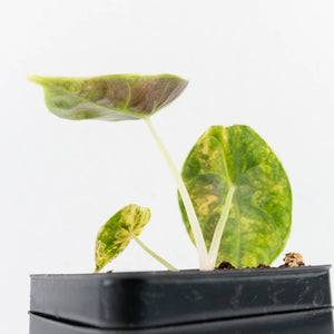 Alocasia 'Azlanii' Aurea Variegated (wk29-D)