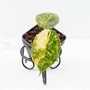 Alocasia 'Azlanii' Aurea Variegated (wk31-F)