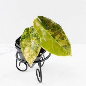 Alocasia 'Azlanii' Aurea Variegated (wk34-L70)