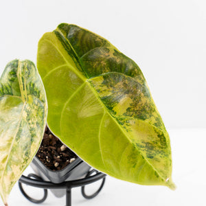 Alocasia 'Azlanii' Aurea Variegated (wk34-L70)