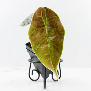 Alocasia 'Azlanii' Aurea Variegated (wk36-L125)