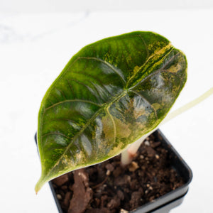 Alocasia 'Azlanii' Aurea Variegated (wk36-L125)