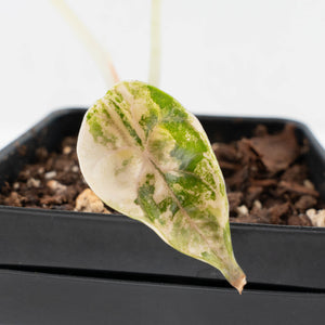 Alocasia 'Azlanii' Aurea Variegated (wk36-L125)