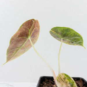 Alocasia 'Azlanii' Aurea Variegated (wk36-L125)