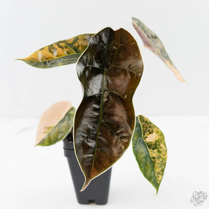 Alocasia 'Azlanii' Aurea Variegated (wk43-L233)