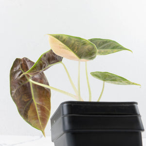 Alocasia 'Azlanii' Aurea Variegated (wk36-L233)