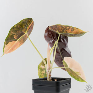 Alocasia 'Azlanii' Aurea Variegated (wk43-L233)